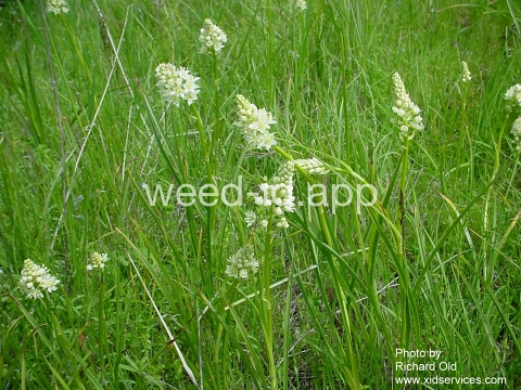 deathcamas, meadow
